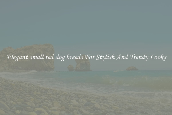 Elegant small red dog breeds For Stylish And Trendy Looks